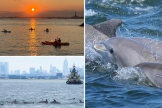 Exclusive | Rare bottlenose dolphin sightings in NYC thrill lucky viewers: Experts explain why they’re suddenly occurring