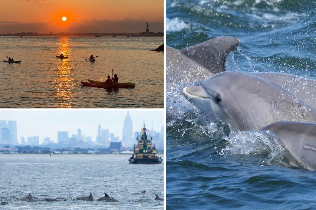 Exclusive | Rare bottlenose dolphin sightings in NYC thrill lucky viewers: Experts explain why they’re suddenly occurring