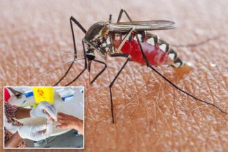 NJ malaria case is first acquired locally since 1998