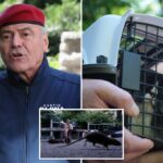 Curtis Sliwa calls for feral cat ‘colonies’ to claw back at NYC rat problem: ‘Caped crusaders at night’