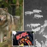 You won’t believe what ‘novel’ thing chases wolves away from livestock out West
