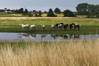 Renaturalisation of wetlands slows global warming and species decline