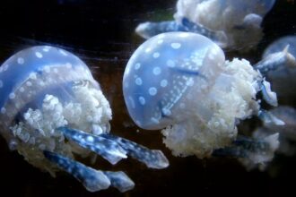 Jellyfish surge forces shutdown of France’s Gravelines nuclear plant