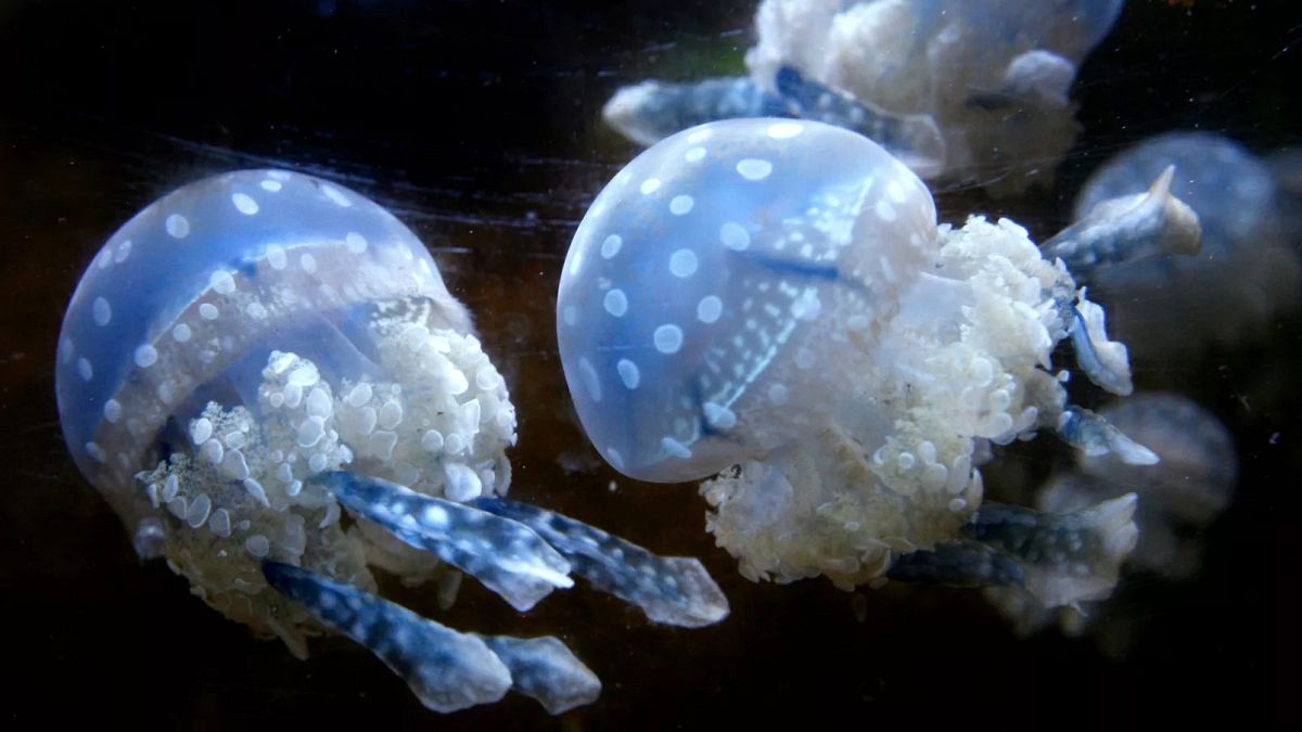 Jellyfish surge forces shutdown of France’s Gravelines nuclear plant