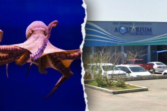 Octopus latches onto 6-year-old boy, refusing to release, mother says, showing footage of the child’s injuries