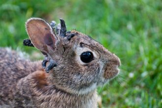 Wild rabbits spotted with strange ‘horn-like’ growths sprouting from their heads