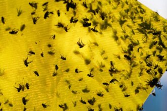 USDA announces 0M sterile fly breeding program to protect cattle from Mexican flesh-eating maggots