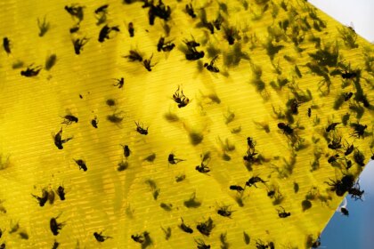 USDA announces 0M sterile fly breeding program to protect cattle from Mexican flesh-eating maggots