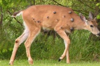 Viral photos of deer with strange warts follow ‘Frankenstein’ rabbit, squirrel sightings