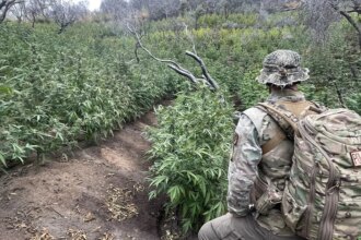Thousands of illegal hidden marijuana plants removed from national park along with gun, dangerous chemicals