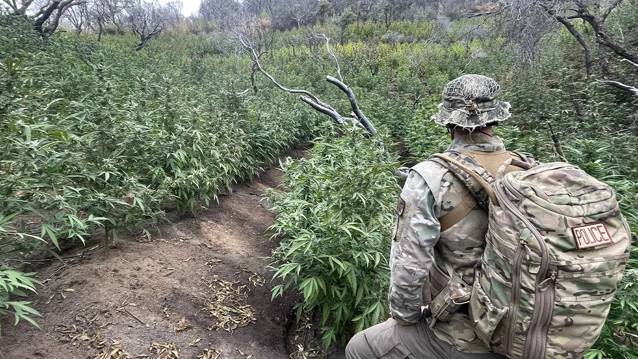 Thousands of illegal hidden marijuana plants removed from national park along with gun, dangerous chemicals