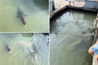 Sharks and alligators bizarrely spotted swimming together in South Carolina: video