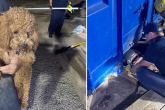 California firefighters free mischievous dog trapped underneath shipping container