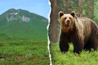 Hiker’s friend watches in horror as brown bear drags man into bushes on mountain: report