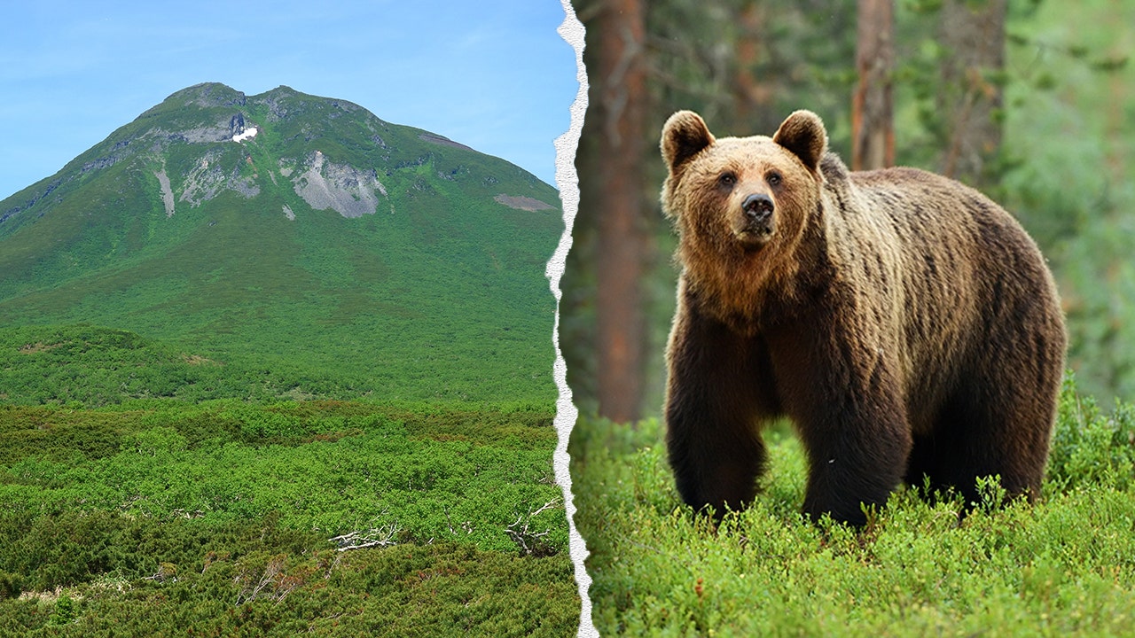 Hiker’s friend watches in horror as brown bear drags man into bushes on mountain: report