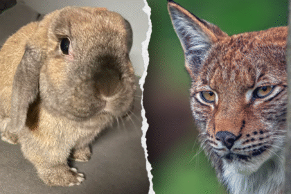Zoo’s request for donations of pets to be fed to predatory animals draws PETA blowback