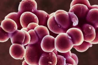 Generative AI Gave MIT Scientists a New Tool to Fight Antibiotic-Resistant Bacteria