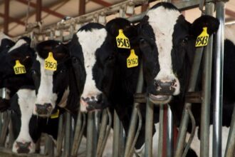 Six dead in dairy accident in rural Colorado plains area