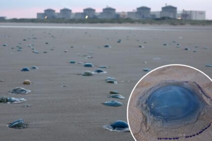 Massive jellyfish swarm forces shutdown of major nuclear power plant