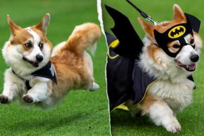 Thousands attend corgi competition featuring 120 teams from across Europe: ‘He’s really proud’