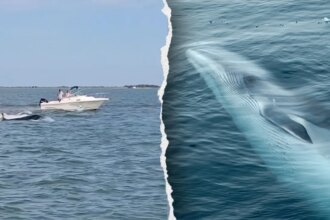 Boat collision with whale sends passenger overboard, kills 20-foot marine mammal