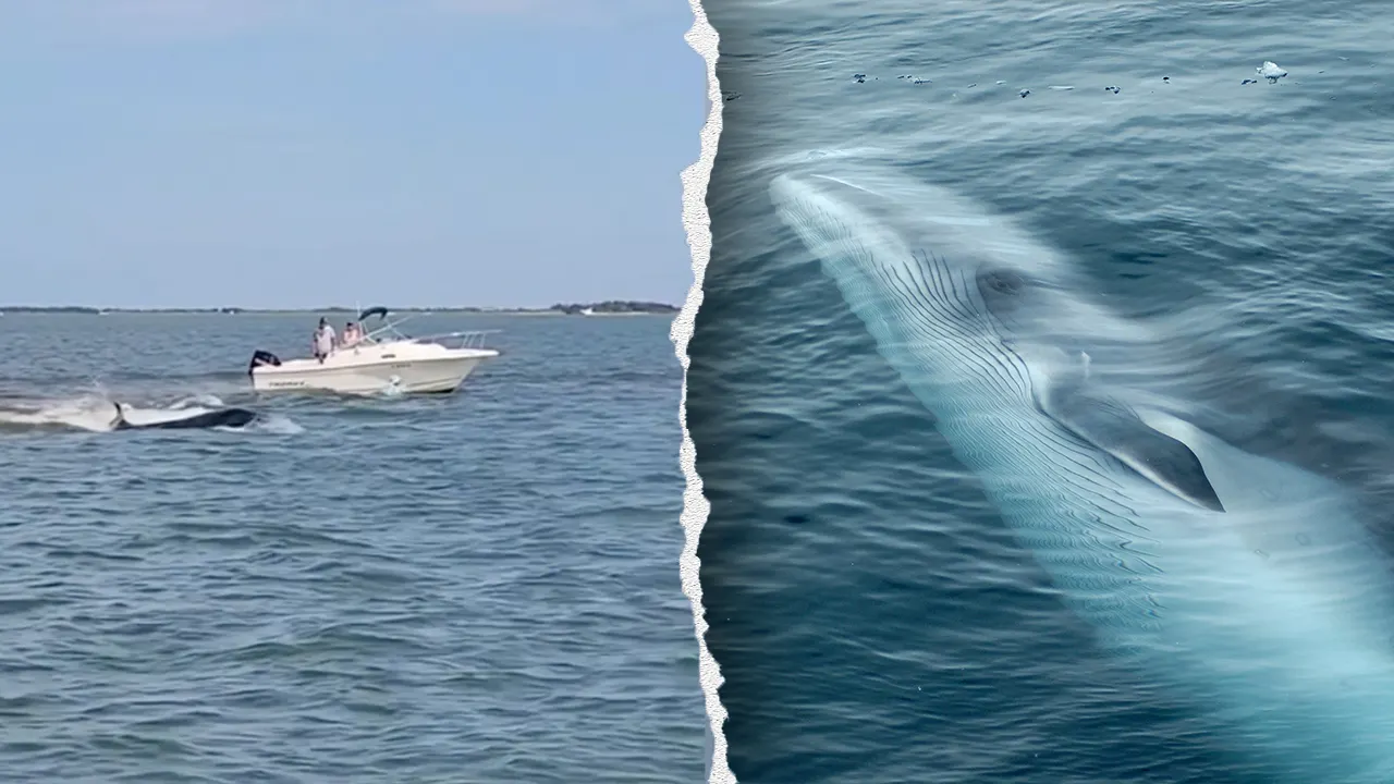Boat collision with whale sends passenger overboard, kills 20-foot marine mammal