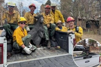 Firefighters recover lost Grand Canyon mascot Brighty the Burro after wildfire reduced century-old building to rubble