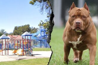 Woman killed and another severely injured after dog mauling at Southern California park