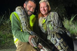 Florida man catches 87 invasive pythons in a month, awarded K through state incentive system