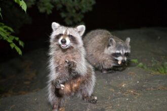 Dear Abby: My neighbor started a wildlife refuge — now our block is crawling with pests