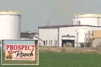 6 people dead in freak ‘dairy accident’ at Colorado farm