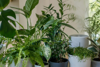 Too Hot Inside? These Houseplants Actually Help Beat the Heat
