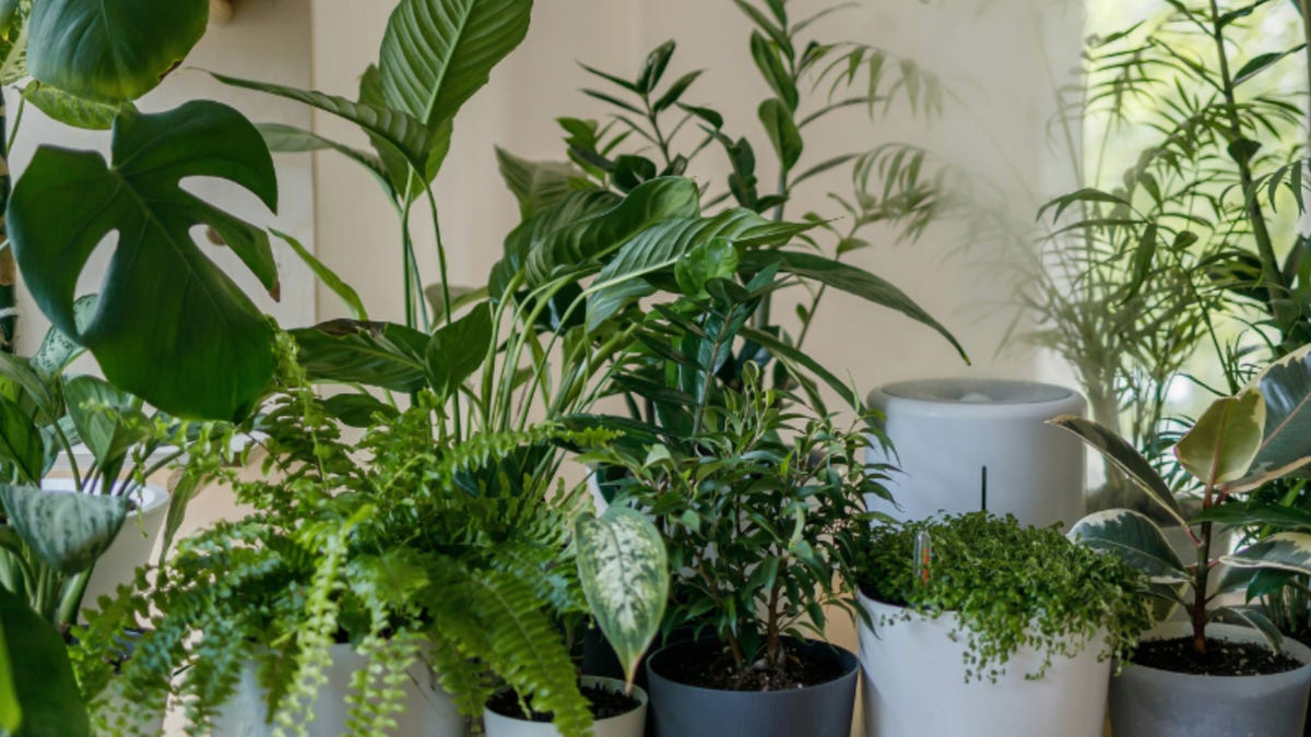 Too Hot Inside? These Houseplants Actually Help Beat the Heat