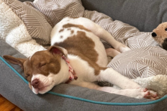 You Can Turn Your Pet Pictures Into Emoji on Your iPhone. Here’s How
