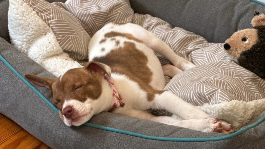 You Can Turn Your Pet Pictures Into Emoji on Your iPhone. Here’s How