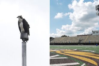 Federally protected birds force high school football team to rearrange schedule