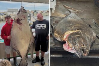 New Hampshire boy, 13, reels in 177-pound fish — could set world record