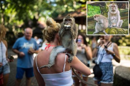 Sydney mother warns of danger of monkeys in Bali after daughter needs rabies shots after neck bite