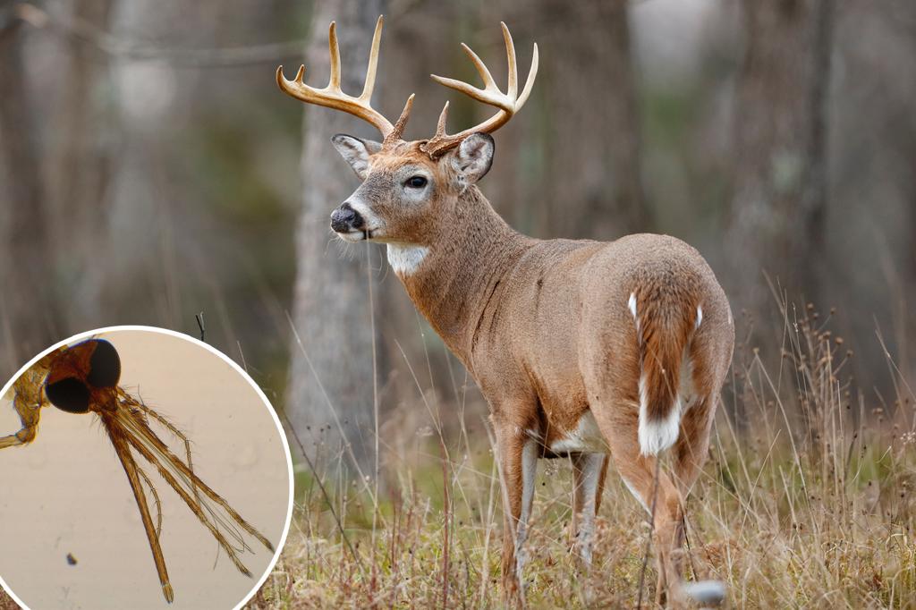 Outbreak of viral deer-killing disease prompts alarm, warning to meat eaters