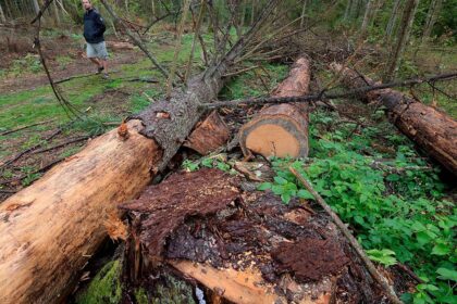 Sweden and Finland move to safeguard bioenergy production