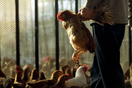 EU restores Brazilian poultry imports after avian flu outbreak