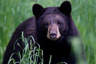 Arkansas man, 72, mauled by 70-pound bear, hospitalized with ‘extensive’ injuries