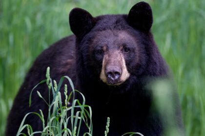 Arkansas man, 72, mauled by 70-pound bear, hospitalized with ‘extensive’ injuries