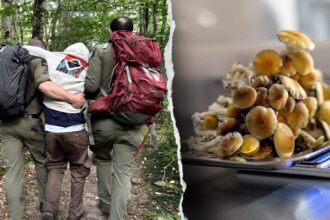 Four hikers on psychedelic mushrooms rescued in popular mountain destination