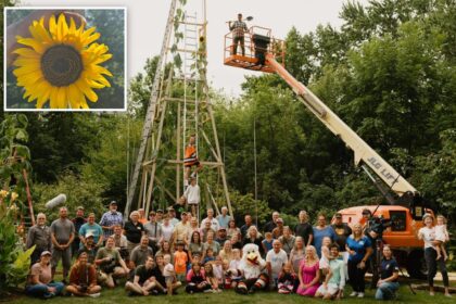 Ukrainian immigrant grows world’s tallest sunflower stretching over 35 feet high in Indiana backyard as tribute to war-torn country