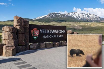 Hiker attacked by bear during ‘surprise encounter’ in Yellowstone National Park