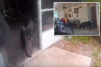 Video shows Florida authorities wrangle massive wild boar that broke into home