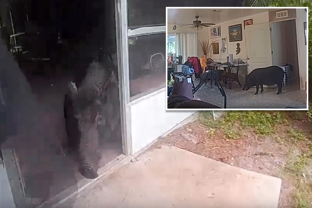 Video shows Florida authorities wrangle massive wild boar that broke into home