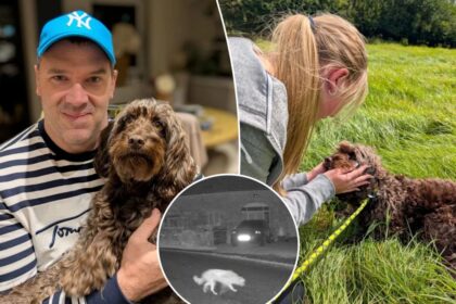 Missing dog lured back to owner with bacon trail in heartwarming scene