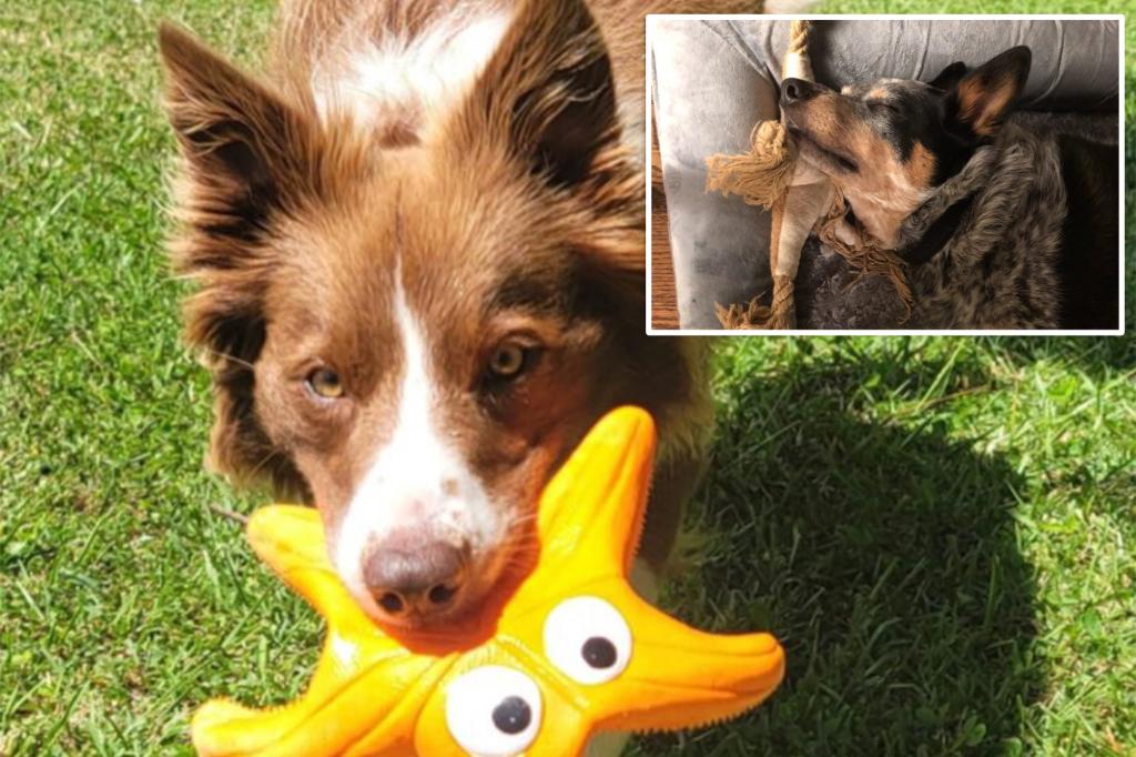 Paw-sitively brilliant: Some dogs can classify their toys by function, new study finds